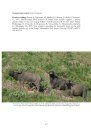 Land Mammals of Sri Lanka