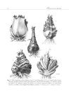 A Systematic Account of Haemanthus (Amaryllidaceae: Haemantheae)