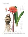 A Systematic Account of Haemanthus (Amaryllidaceae: Haemantheae)