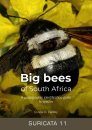 Big Bees of South Africa