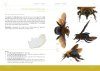 Big Bees of South Africa