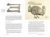 Exploring the History of Turkey Management and Domestication