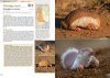 Mamíferos de Argentina, Tomo 2: Cetáceos, Xenartros, Carnívoros y Lagomorfos [Mammals of Argentina, Volume 2: Cetaceans, Xenarthra, Carnivores, and Lagomorphs]