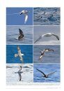 Atlas des Oiseaux Marins Nicheurs des Territoires Français d’Outre-Mer [Atlas of Breeding Seabirds of the French Overseas Territories]