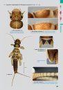 Les Larves de Plécoptères de France Métropolitaine: Identification, Biologie et Écologie [Plecoptera Larvae of Metropolitan France: Identification, Biology and Ecology]