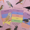 Amazing Birds of the British Isles Fact Cards