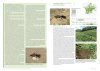 Acoustique des Sauterelles, Grillons et Courtilières de France, Belgique, Luxembourg et Suisse: Écologie et Identification [Acoustics of Grasshoppers, Crickets and Mole Crickets in France, Belgium, Luxembourg and Switzerland: Ecology and Identification]