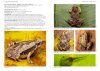 A Field Guide to the Reptiles and Amphibians of Singapore