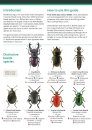 Guide to Distinctive Terrestrial Beetles of Britain and Ireland
