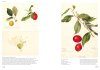 An Illustrated Catalog of American Fruits & Nuts