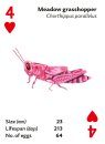 Briliant Bugs - playing cards