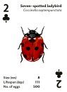 Briliant Bugs - playing cards