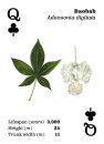 Top Trees - Playing cards