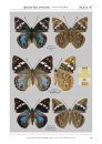 Emperor Butterflies of the World: An illustrated Monograph of the Subfamily Apaturinae [English / Japanese]