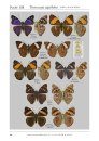 Emperor Butterflies of the World: An illustrated Monograph of the Subfamily Apaturinae [English / Japanese]