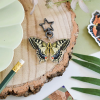Swallowtail Butterfly and Caterpillar Keyring