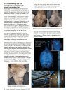 The Lesser Horseshoe Bat Conservation Handbook