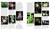 Orchid Species of the World