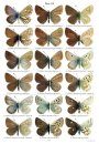 Holarctic Butterflies of the Subtribe Polyommatina  (Lepidoptera: Lycaenidae) and Their Genitalia