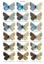 Holarctic Butterflies of the Subtribe Polyommatina  (Lepidoptera: Lycaenidae) and Their Genitalia