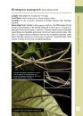 A Photographic Guide: Stick Insects of Borneo