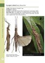 A Photographic Guide: Stick Insects of Borneo