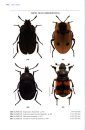 Beetles of Britain and Ireland, Volume 1