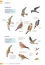 Veldgids Zeldzame Vogels Vergelijken: Herken Gelijkende Soorten [Field Guide to Comparing Rare Birds: Recognizing Species that Look Alike]