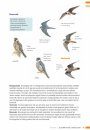 Veldgids Zeldzame Vogels Vergelijken: Herken Gelijkende Soorten [Field Guide to Comparing Rare Birds: Recognizing Species that Look Alike]