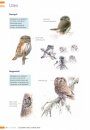 Veldgids Zeldzame Vogels Vergelijken: Herken Gelijkende Soorten [Field Guide to Comparing Rare Birds: Recognizing Species that Look Alike]