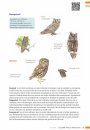 Veldgids Zeldzame Vogels Vergelijken: Herken Gelijkende Soorten [Field Guide to Comparing Rare Birds: Recognizing Species that Look Alike]