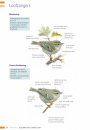 Veldgids Zeldzame Vogels Vergelijken: Herken Gelijkende Soorten [Field Guide to Comparing Rare Birds: Recognizing Species that Look Alike]