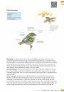 Veldgids Zeldzame Vogels Vergelijken: Herken Gelijkende Soorten [Field Guide to Comparing Rare Birds: Recognizing Species that Look Alike]