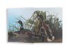 Audubon's Birds of America