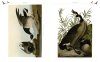 Audubon's Birds of America