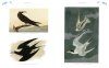 Audubon's Birds of America