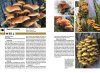 Pilzführer Schweiz [Mushroom Guide to Switzerland]