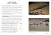 A Complete Guide to Reptiles of Australia