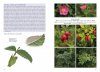 Wild Roses of Great Britain and Ireland
