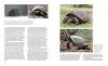 A Paradise for Reptiles: Lizards, Snakes, and Giant Tortoises of the Galápagos Islands, Volume 1
