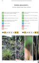 Photographic Field Guide to the Grasses of Madagascar / Angon-tsary Toro-hay Momba ny Bozaka Aman'ahitra Eto Madagasikara