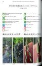 Photographic Field Guide to the Grasses of Madagascar / Angon-tsary Toro-hay Momba ny Bozaka Aman'ahitra Eto Madagasikara