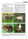 Amphibians of China, Volume 2
