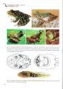 Amphibians of China, Volume 2