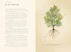 Forty Ways to Know a Tree
