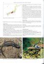 Reptiles and Amphibians of Japan