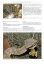 Reptiles and Amphibians of Japan