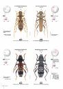 Cerambycidae of the Western Paleartic