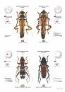 Cerambycidae of the Western Paleartic