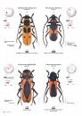 Cerambycidae of the Western Paleartic
